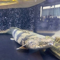 極太ギニア産ワイルドの画像