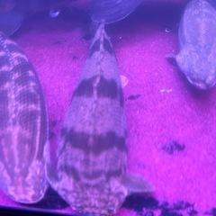 極太ギニア産ワイルドの画像