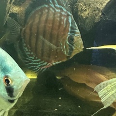 ディスカス2匹の画像