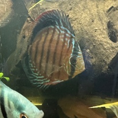 ディスカス2匹の画像