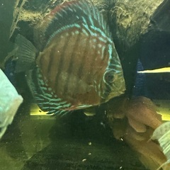 ディスカス2匹の画像