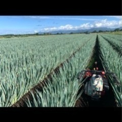 田植え　種まき　ネギの根葉切り、結束、箱詰め作業