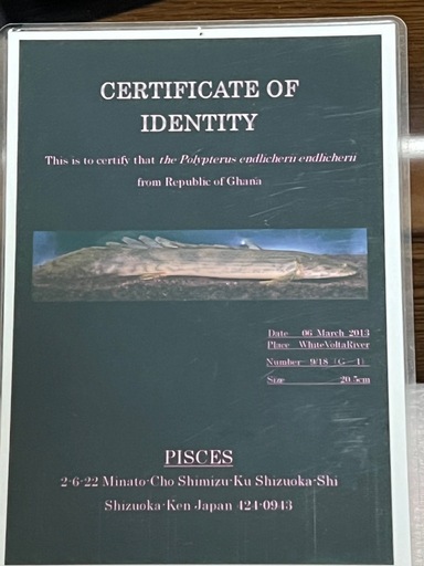 ホワイトボルタ