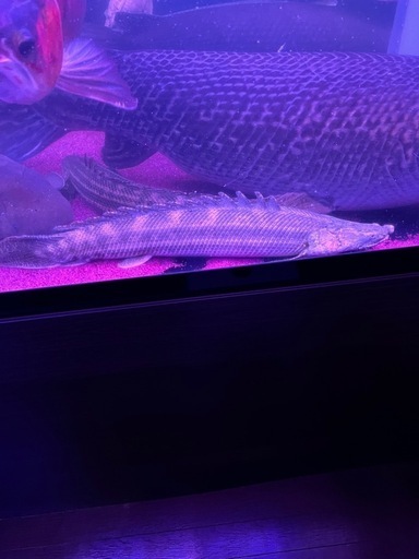 カミハタブリード