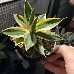 値下げ！アガベ　ベネズエラ　ポタトラム　ハクセンコウ　ゴシキマンダイ の画像