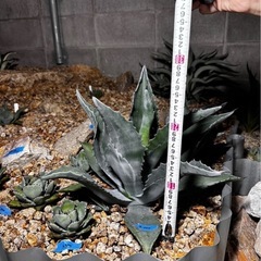 値下げ！アガベ　ベネズエラ　ポタトラム　ハクセンコウ　ゴシキマンダイ 