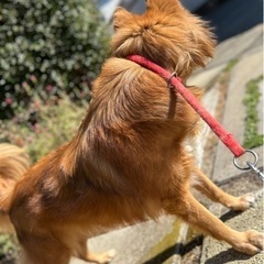 【✨新品】フリーサイズ🐶チョーカー首輪の画像