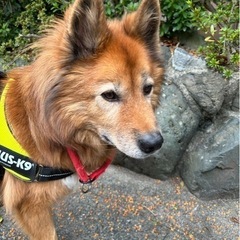 【✨新品】フリーサイズ🐶チョーカー首輪の画像