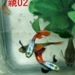 ★値下げ★ダンボグッピー3～3.5cm若魚、3ペアで3000円です。の画像