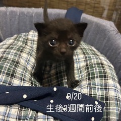黒猫里親募集(お渡しは生後二ヶ月ぐらいになる11月上旬です。)