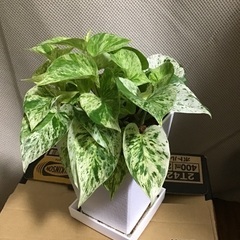 ポトス（マーブルクイーン）です。の画像