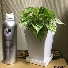 ポトス（マーブルクイーン）です。の画像