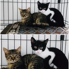 2、5ヶ月の可愛い❤姉妹2匹とても仲良し2匹一緒でのお願いです。 - 里親募集