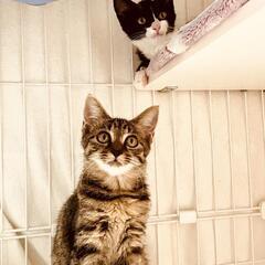 2、5ヶ月の可愛い❤姉妹2匹とても仲良し2匹一緒でのお願いです。 − 神奈川県