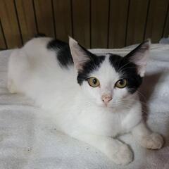 甘えん坊の女の子です。大切にして下さるご家族様に希望します。