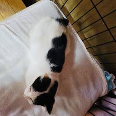 甘えん坊の女の子です。大切にして下さるご家族様に希望します。 - 猫