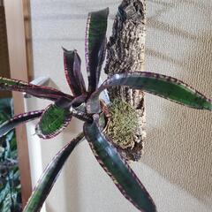 タンクブロメリアの画像