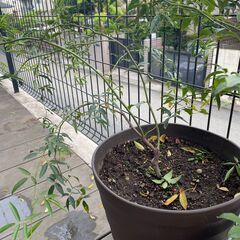 モッコウバラ　黄色