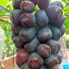 高級ぶどう🍇富士の輝　お彼岸特別値下げ