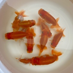 らんちゅう　１匹　500円　9匹　3500円