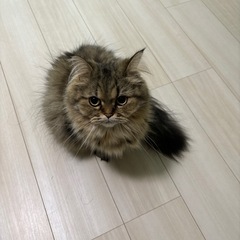 草野球