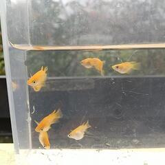 ❮お渡し者決定❯楊貴妃ダルマめだか   5匹