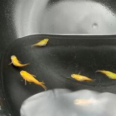 ❮お渡し者決定❯楊貴妃ダルマめだか   5匹の画像