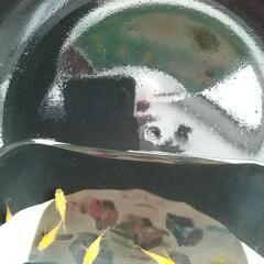 ❮お渡し者決定❯楊貴妃ダルマめだか   5匹の画像