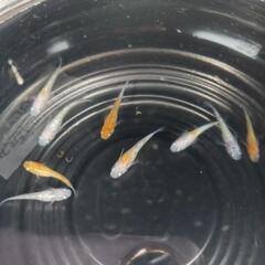 9/21めだか販売の画像