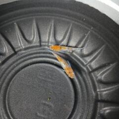 9/21めだか販売の画像