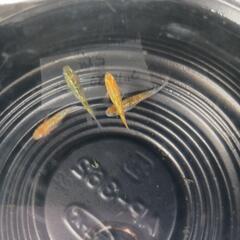 9/21めだか販売の画像