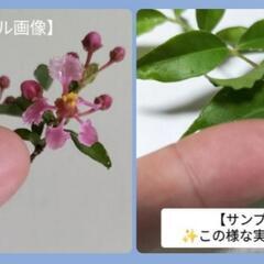 【💖Thankyou💖】50cm姫アセロラ/希少（台湾姫桜桃）🌿植物の画像
