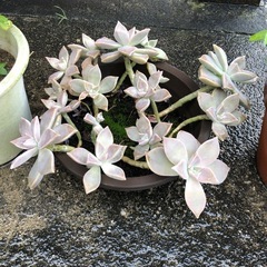 多肉植物