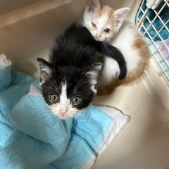 スコティッシュホールドたち耳の男の子，女の子は決まりました