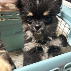 ポメチワ可愛い子です