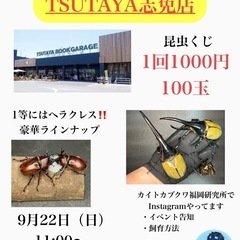 🌟カブトムシ　クワガタくじ🌟