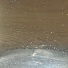 タマミジンコ