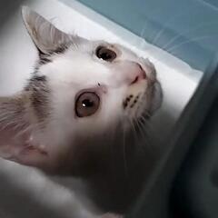 白黒ちゃん😽ご家族に迎えてください😽