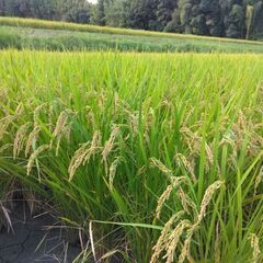 【売切】来年9月頃～予約受付【新米】令和6年度ヒノヒカリ玄米 30キロ