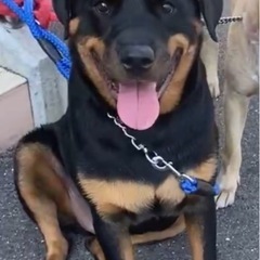 大型犬です