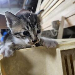 【残り1匹】子猫、赤ちゃん、8月21日産まれ − 佐賀県