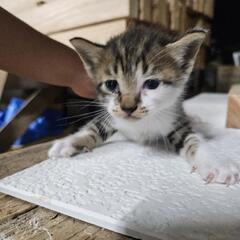 【残り1匹】子猫、赤ちゃん、8月21日産まれ - 里親募集