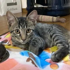 キジトラの男の子　パリちゃん♂