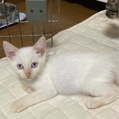シャム系子猫　ホイップちゃん♂