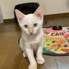 シャム系子猫　ホイップちゃん♂ - 春日井市