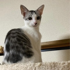 サバ白　ぶちにゃん　♂
