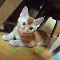 控えめ甘えん坊のククイちゃん♂
