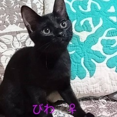 黒猫🐈‍⬛　びわちゃん♀