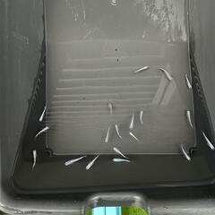 選別もれ幹之めだか  19匹の画像