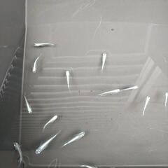 選別もれ幹之めだか  19匹の画像